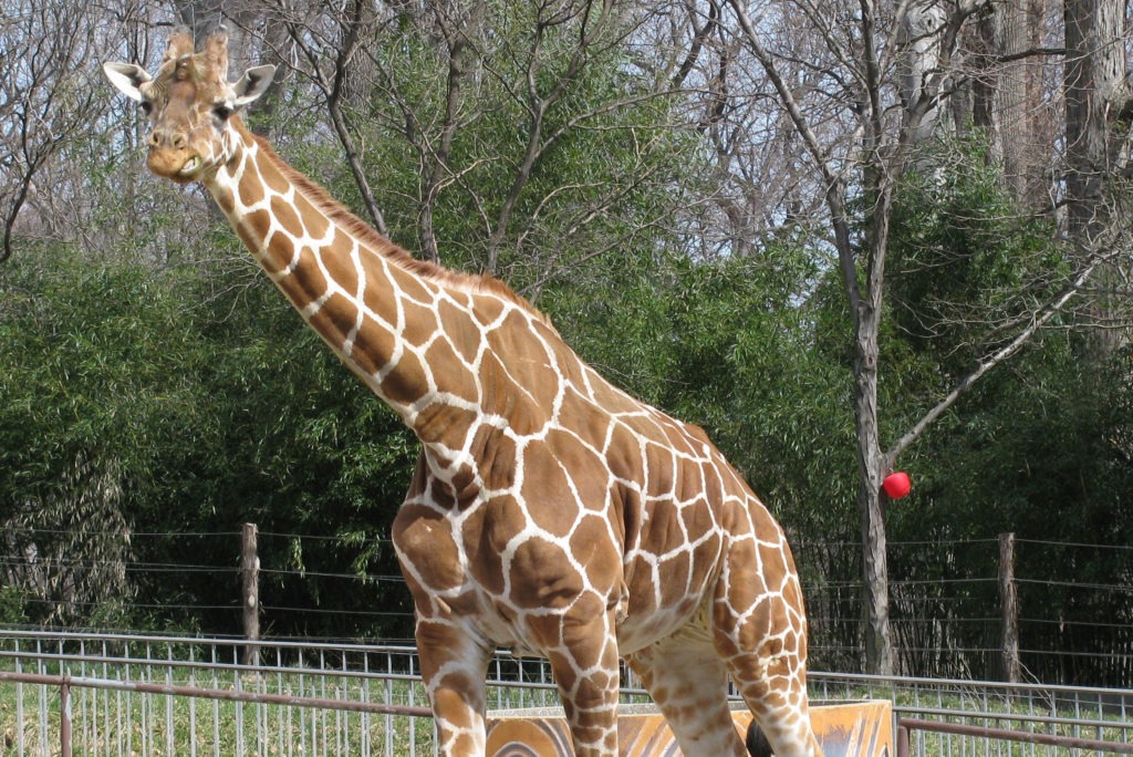 Maryland Zoo Mourning Loss of Giraffe Zoe | The Maryland Zoo