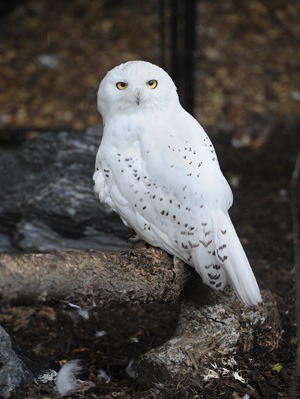 Maryland Zoo Announces Death of Snowy Owl | The Maryland Zoo