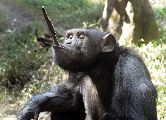 Rip Cinder Saint Louis Zoo Chimp Dies At Fourteen