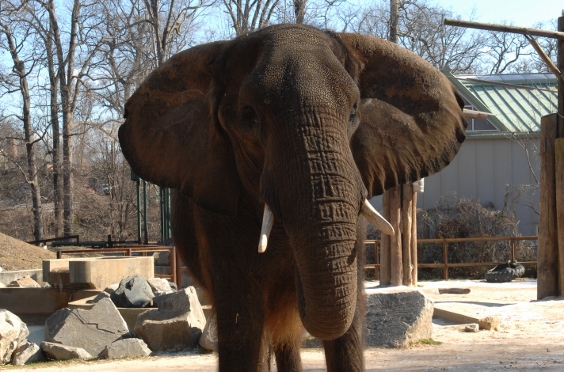 African Elephant Conservation at The Maryland Zoo