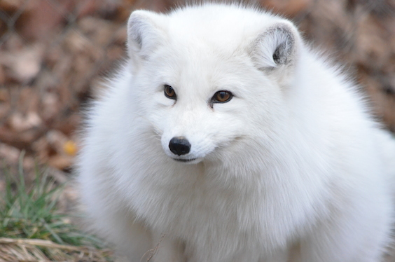 arctic fox pet