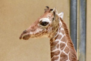 Maryland Zoo Provides Support To Newborn Giraffe | The Maryland Zoo