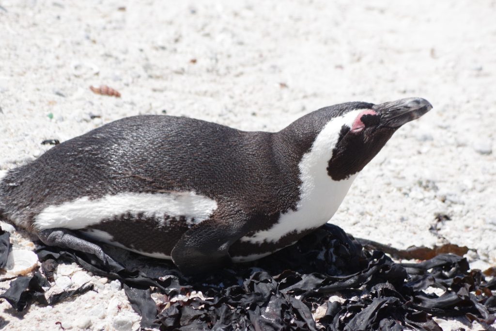 To Save a Species | The Maryland Zoo