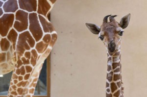 Maryland Zoo Provides Support To Newborn Giraffe | The Maryland Zoo