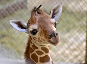 Maryland Zoo Provides Support To Newborn Giraffe | The Maryland Zoo