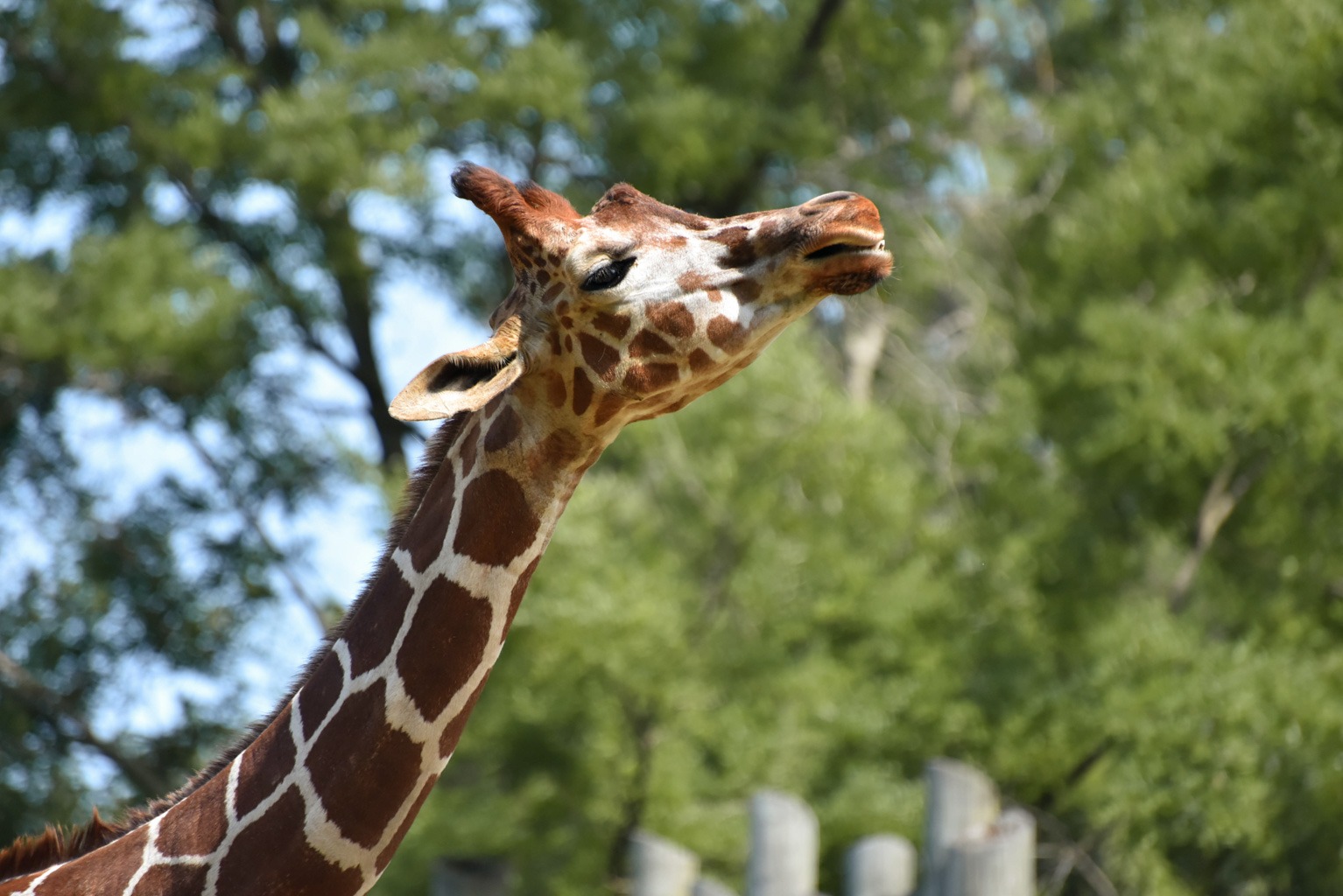 Reticulated Giraffe | The Maryland Zoo