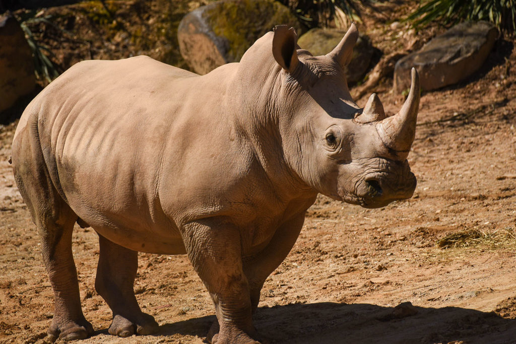 what do rhinoceros eat
