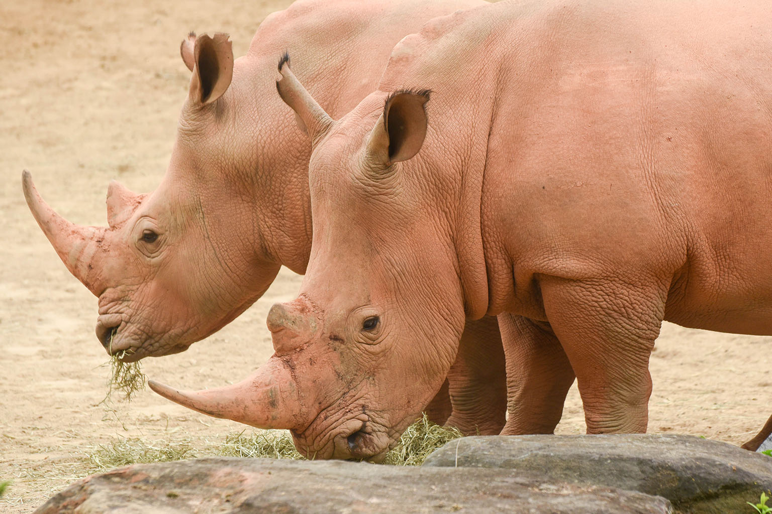 northern white rhinoceros.