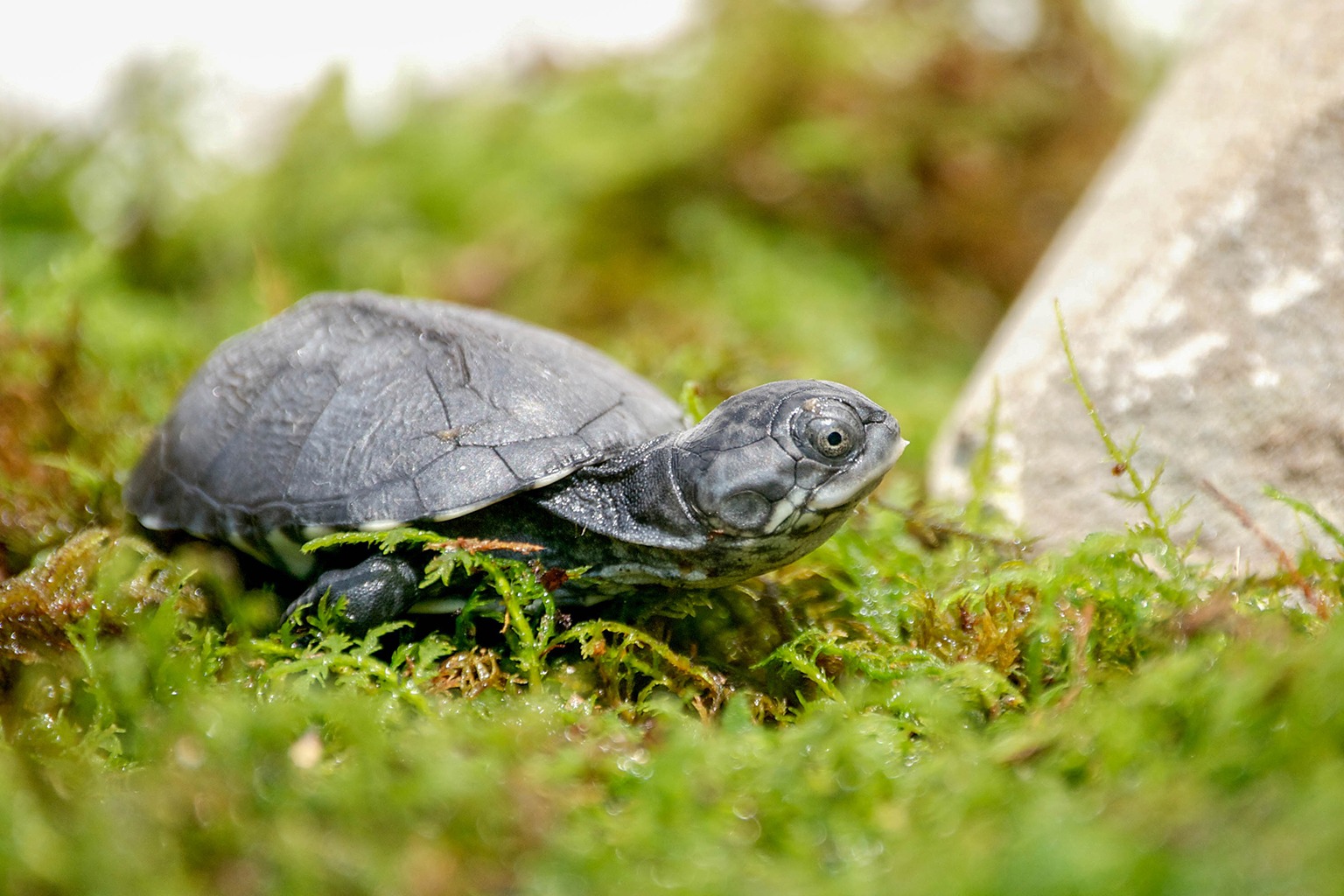 baby mud turtle