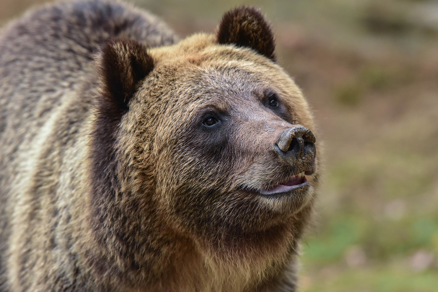 Jebbie the grizzly bear 'very happy' at wildlife sanctuary