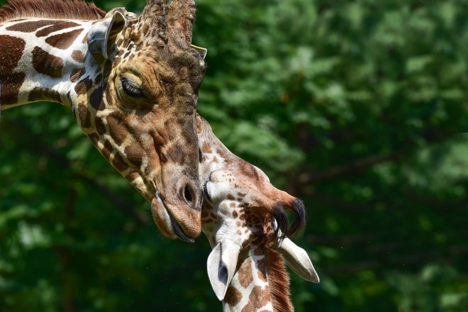 Maryland Zoo Mourns Willow The Reticulated Giraffe | The Maryland Zoo