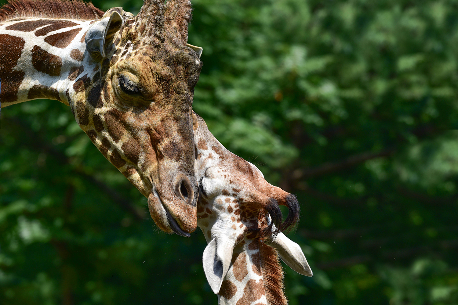 Reticulated Giraffe | The Maryland Zoo