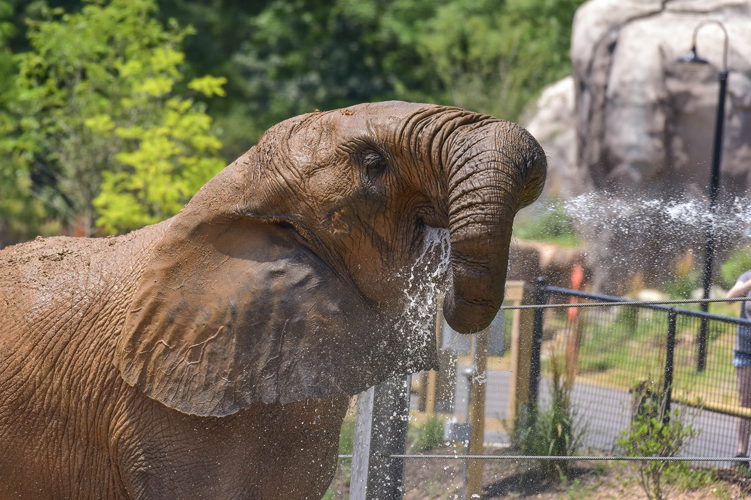 tuffy elephant