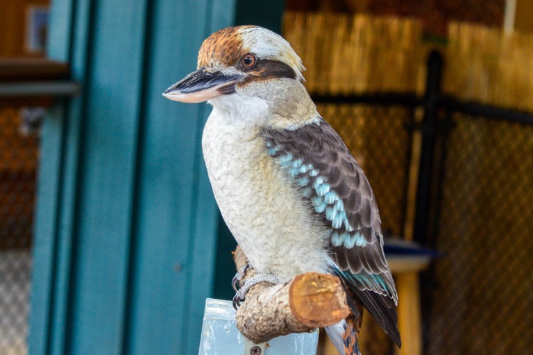 kookaburra teddy