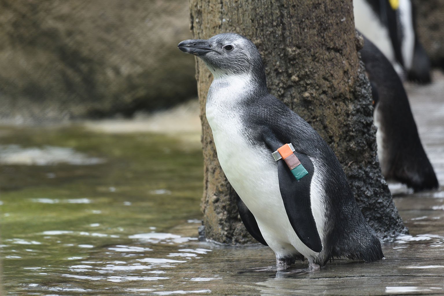 African Penguin | The Maryland Zoo