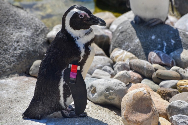 african penguin