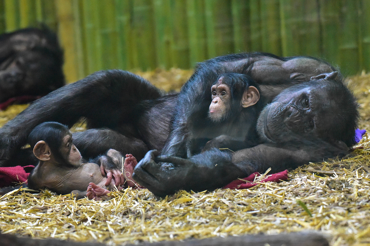 bruno chimpanzee weight