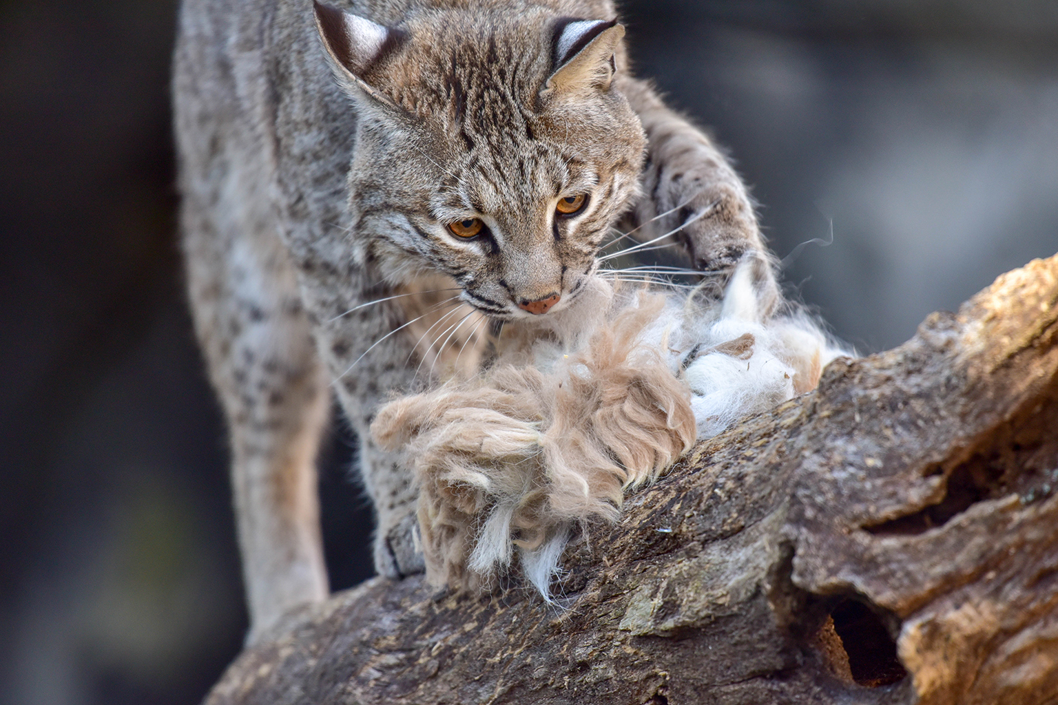 the-surprisingly-common-bobcat-finger-lakes-land-trust