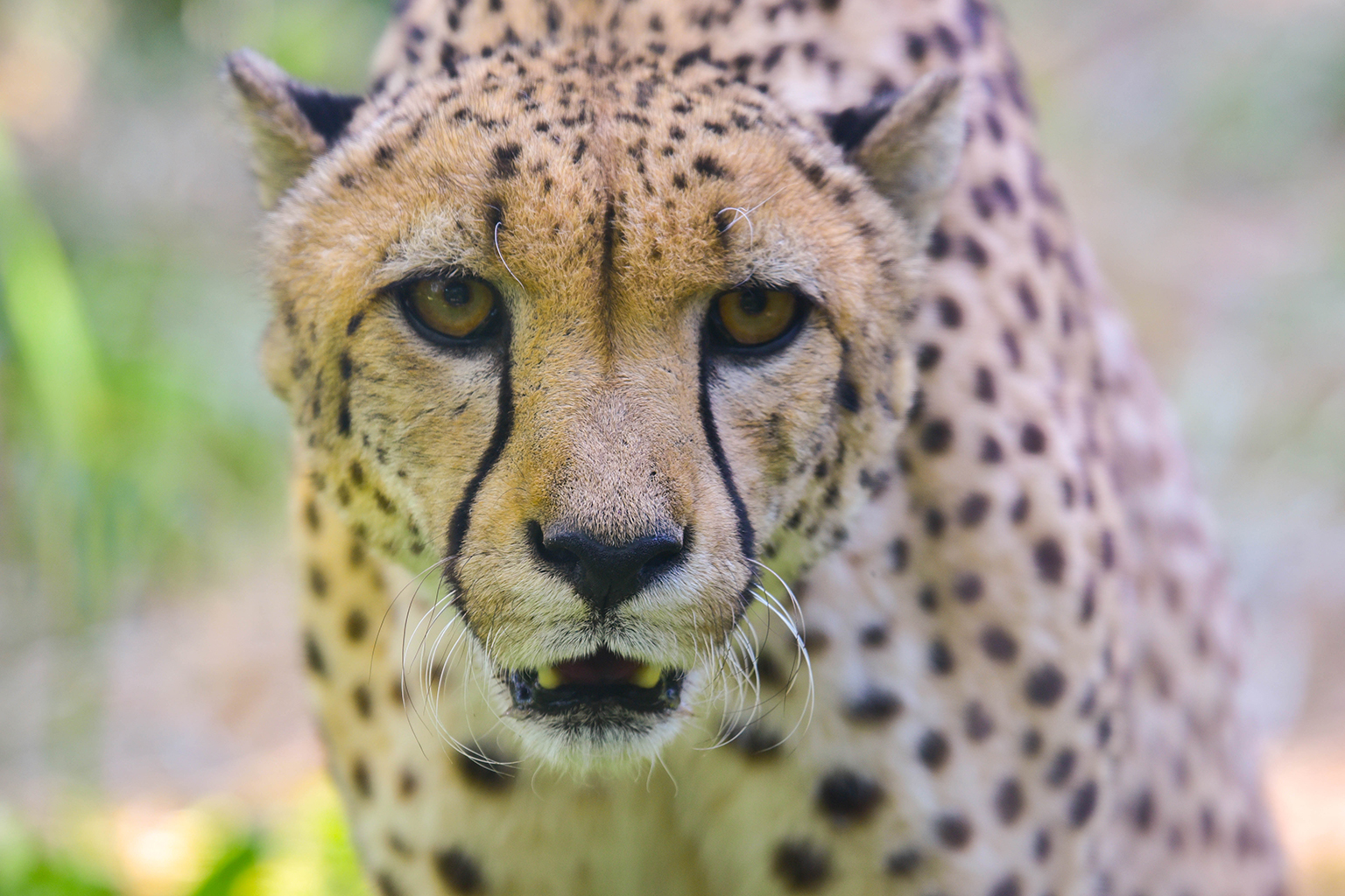 cheetah eating human