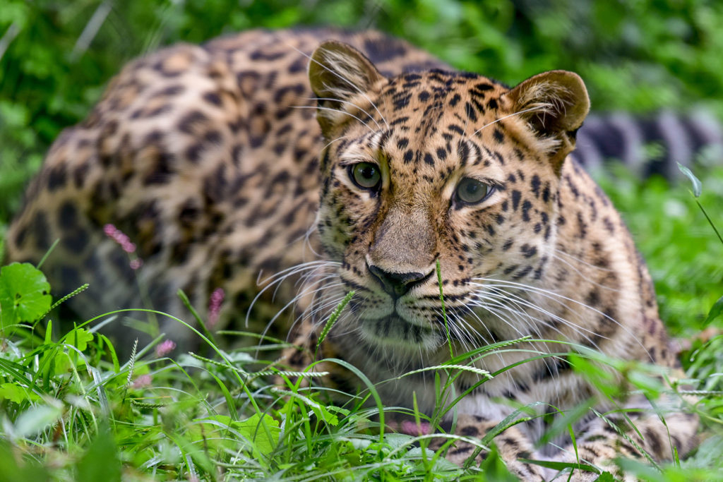 female amur leopard sitting in grass. background