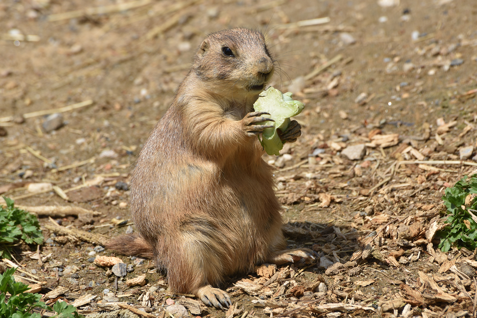 can prairie dogs be litter box trained