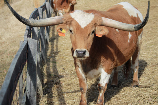 Miniature Texas Longhorn | The Maryland Zoo