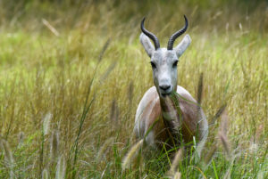 gazelle in a field