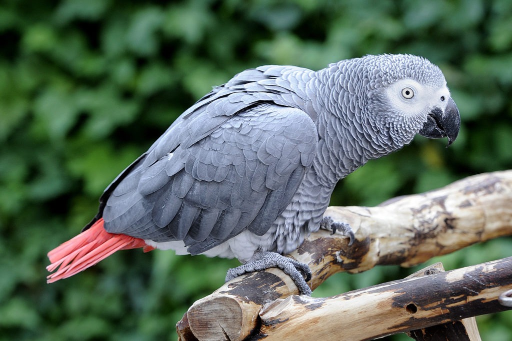 parrots habitat rainforest