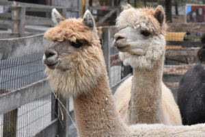 two alpacas