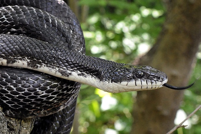 black rat snake