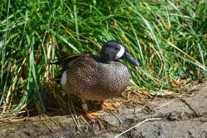 blue wing duck