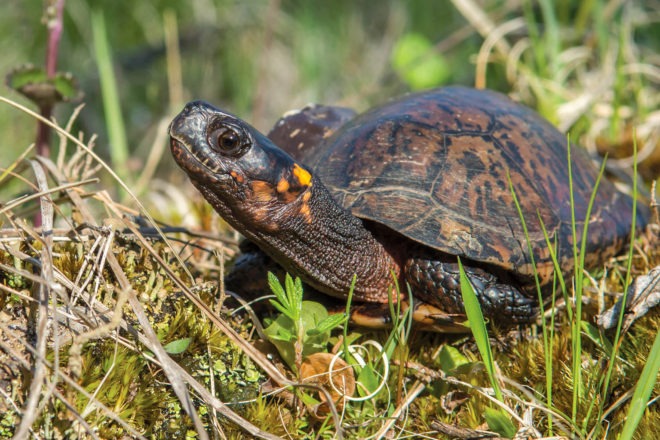 bog turtle