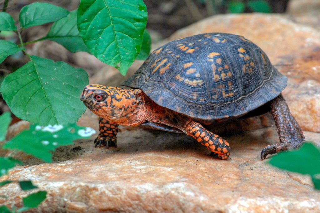 Turtles That Stay Small All Their Lives (+ FAQs)