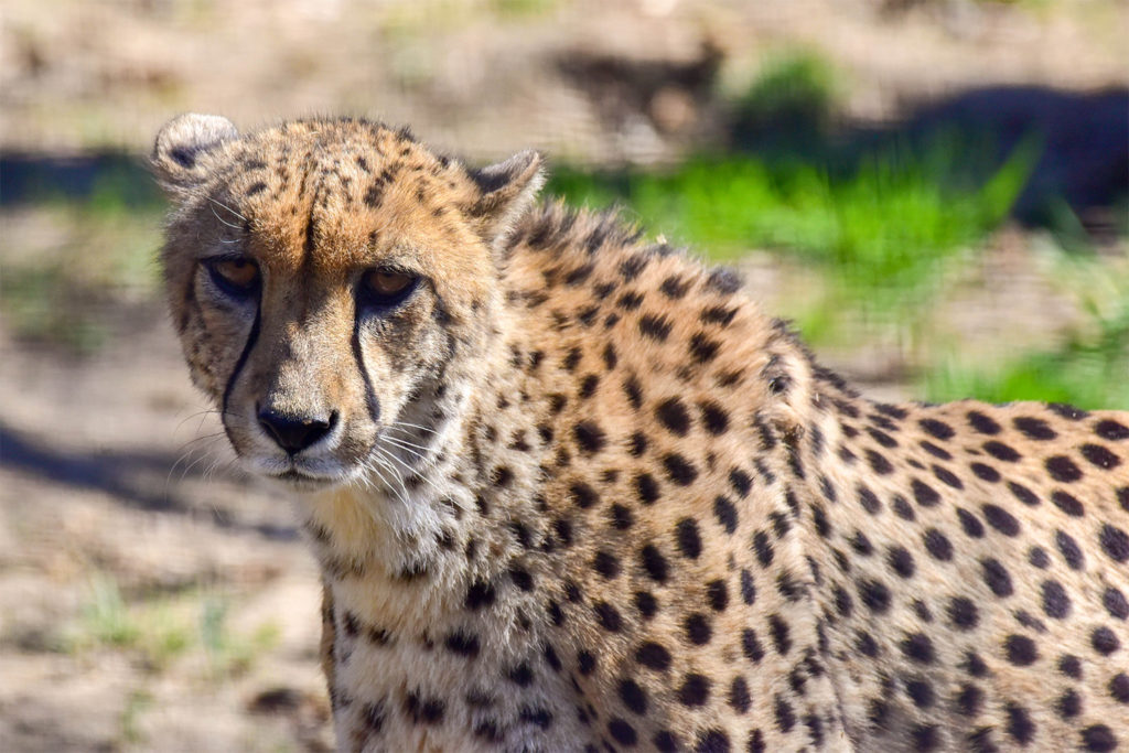 pet cheetah attack