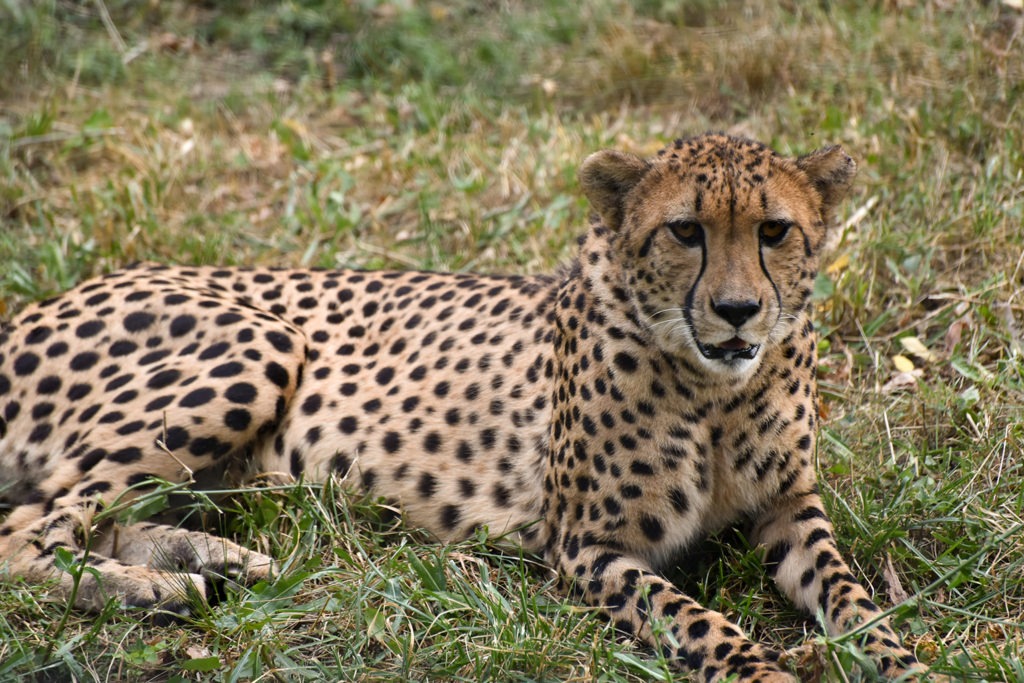 Cheetah | The Maryland Zoo