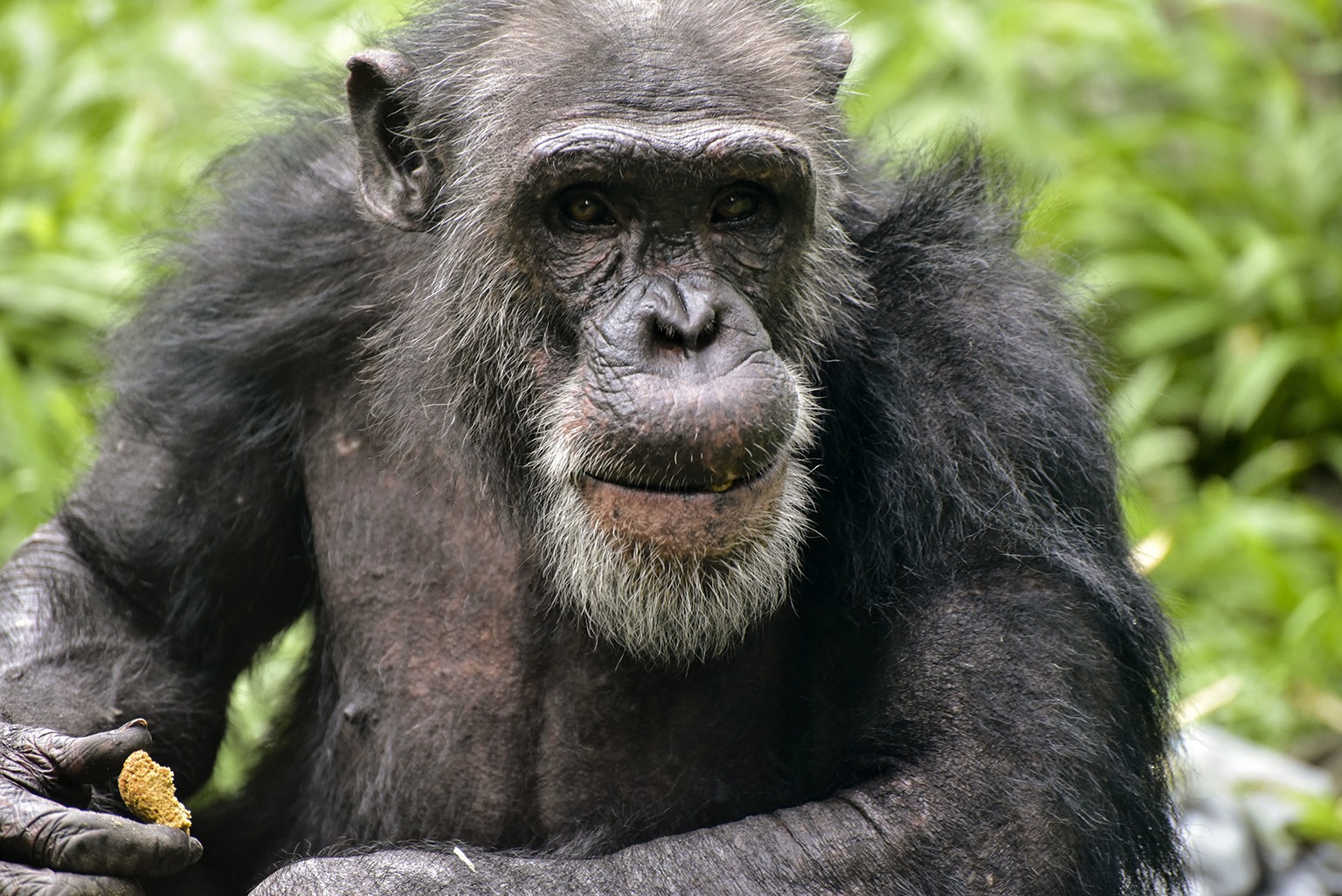 Breakfast with the Chimps | The Maryland Zoo