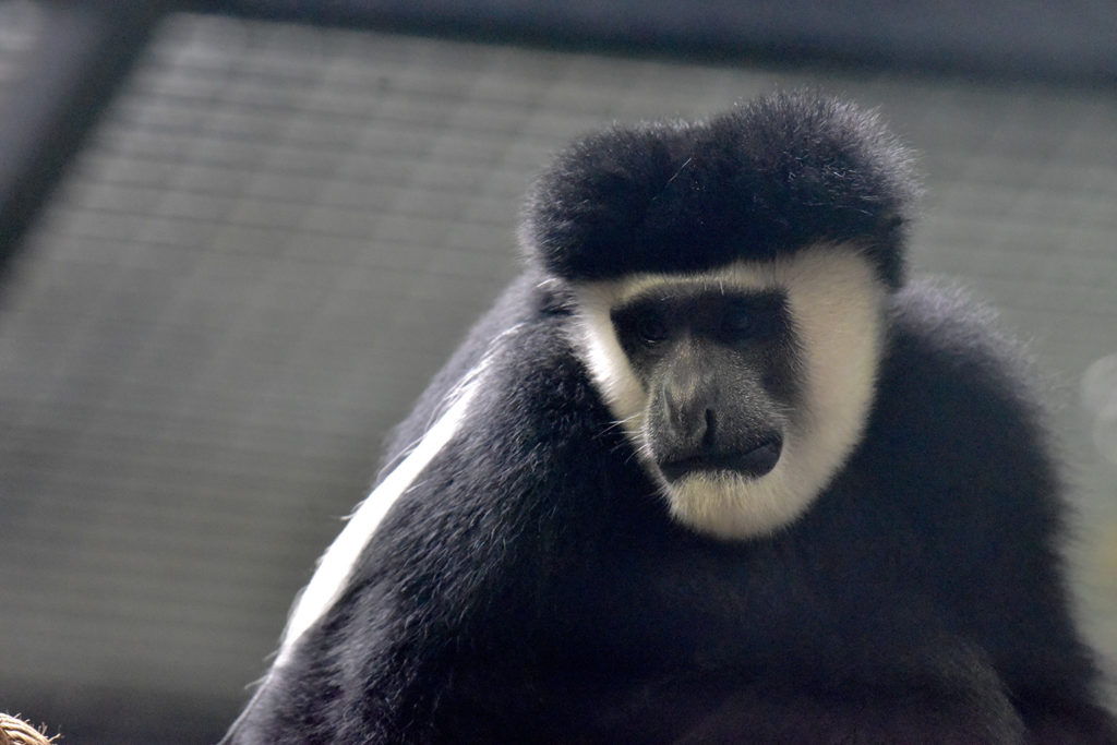 Colobus Monkey, Our Animals