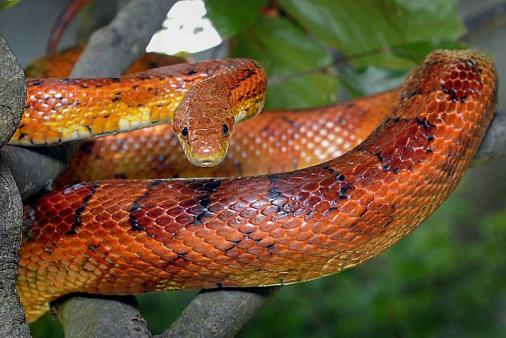 Corn Snake The Maryland Zoo