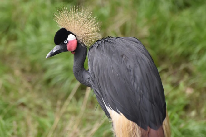 black crowned crane