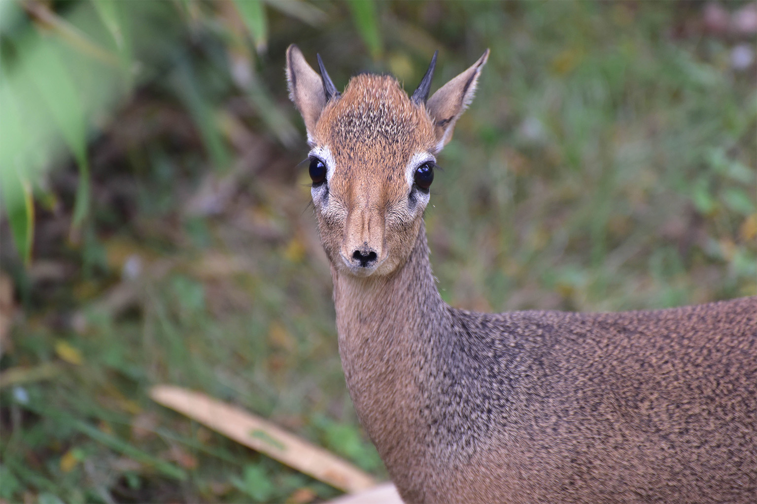 Dik Dik Pic