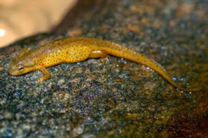 Eastern Newt