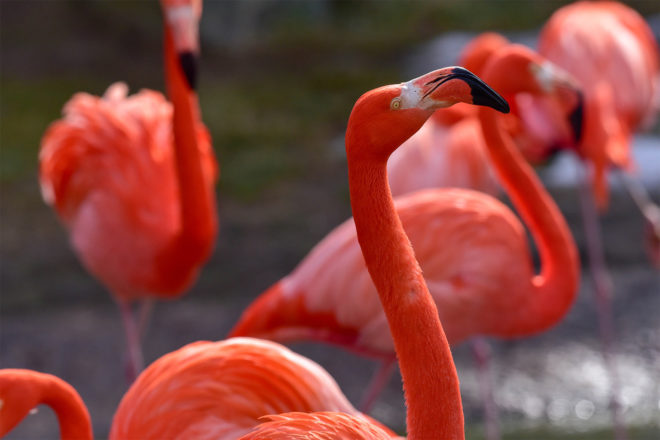 Caribbean Flamingo | The Maryland Zoo