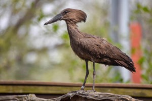 Hamerkop