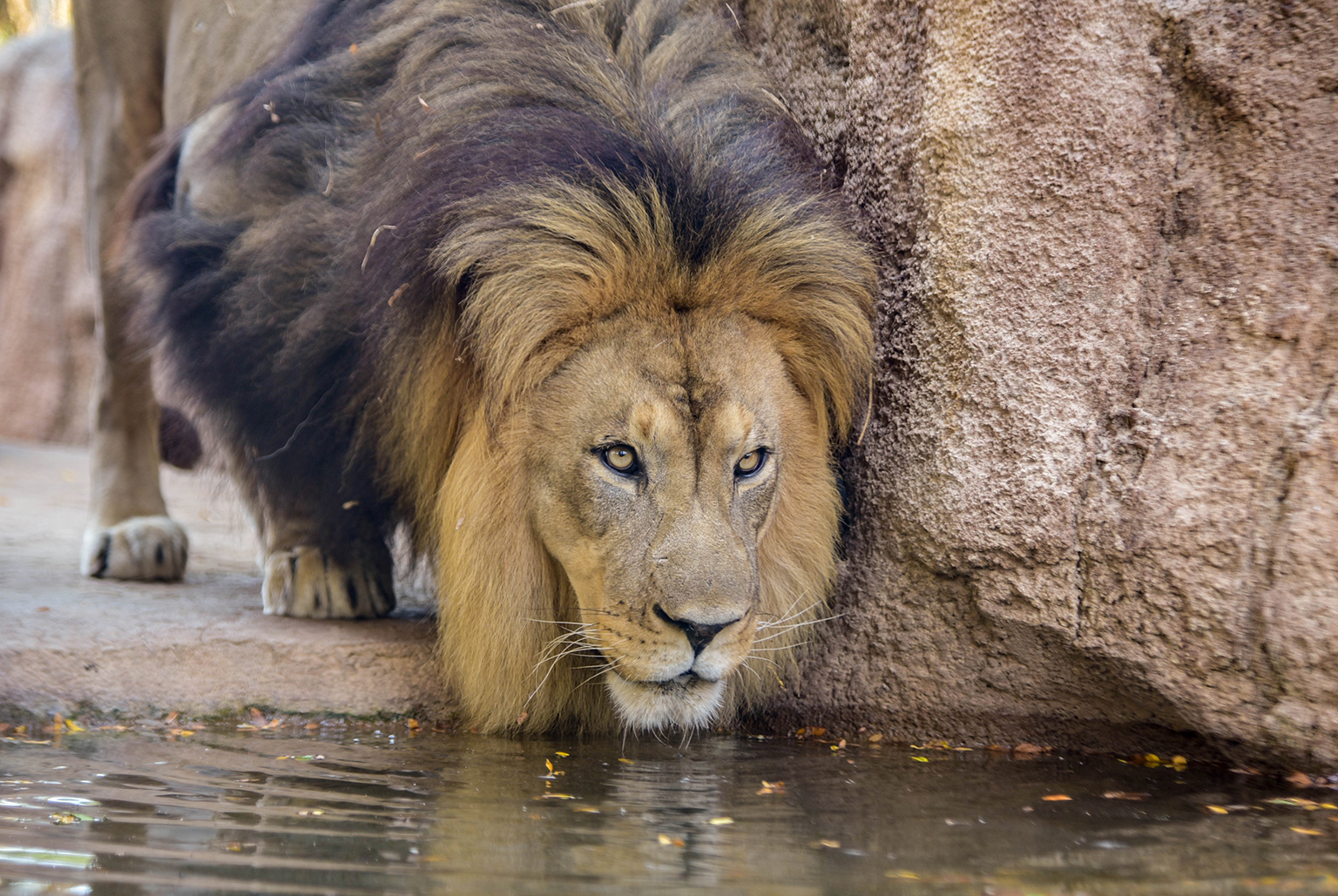 Incredible Compilation of Over 999 Lion Images - Stunning Lion Images ...