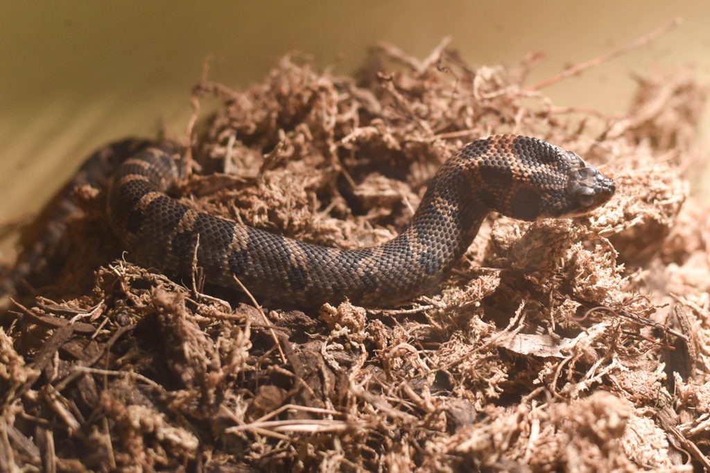hognose snake eastern map zoo maryland directions tickets animal