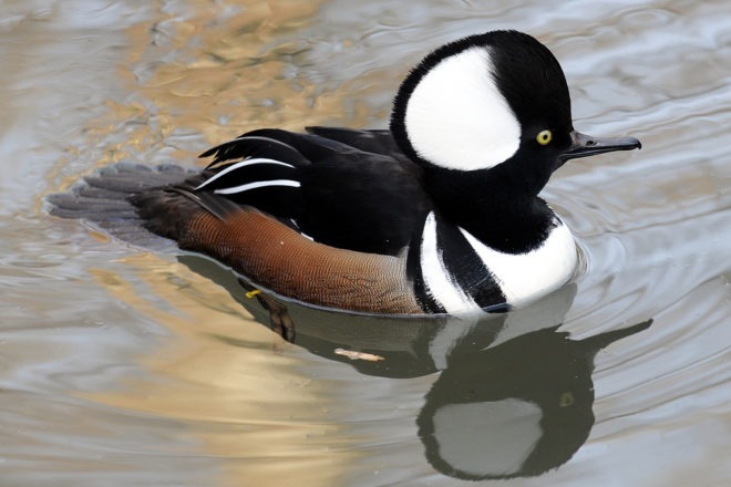 hooded merganser