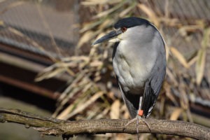 black crowned night heron