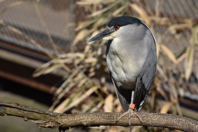 black crowned night heron