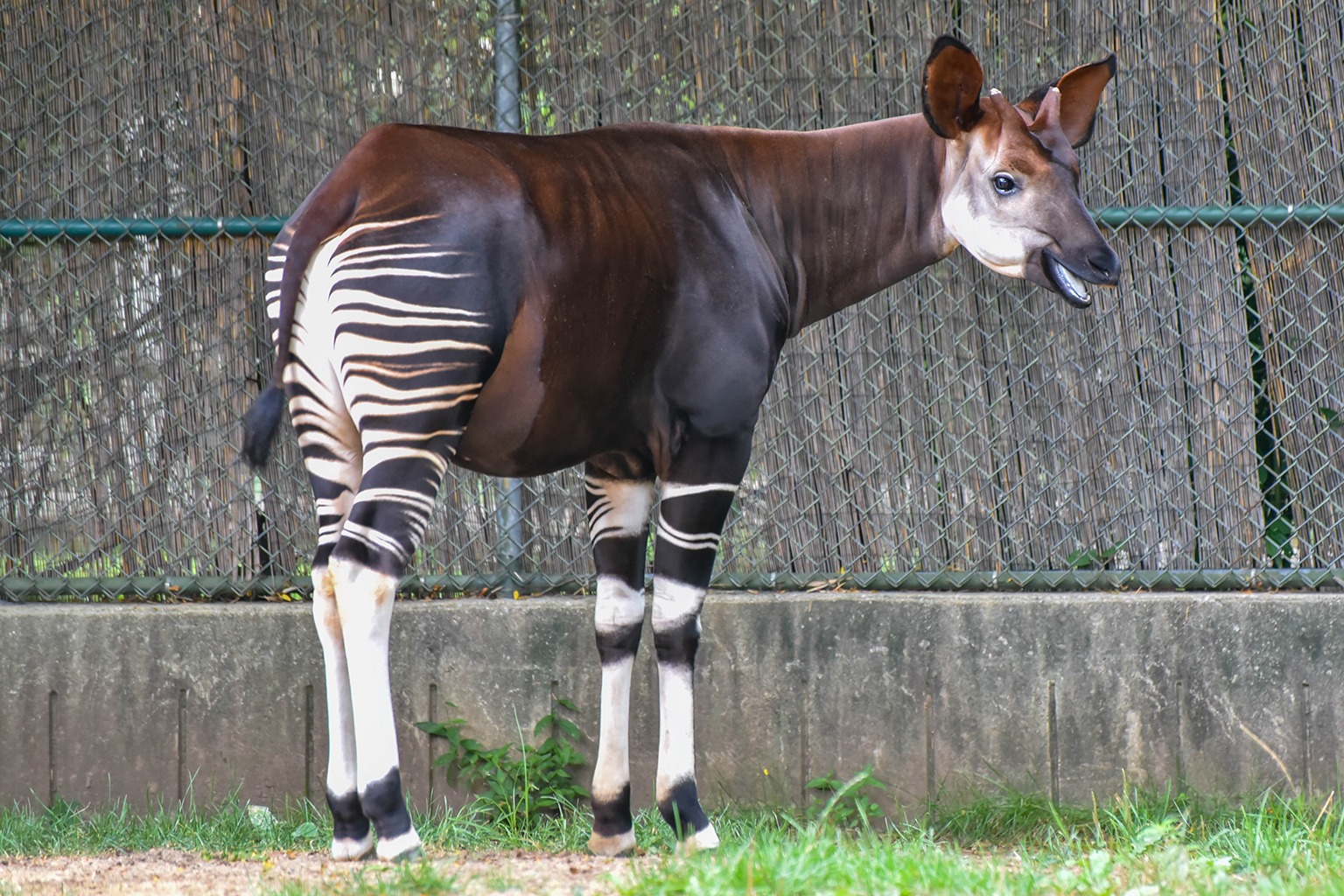 What has long legs, stripes and lives at the zoo?
