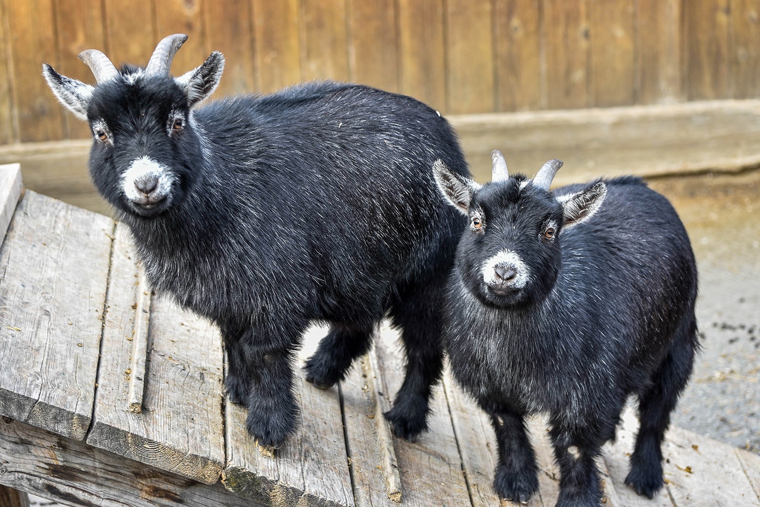 Black Dwarf Pygmy Goats